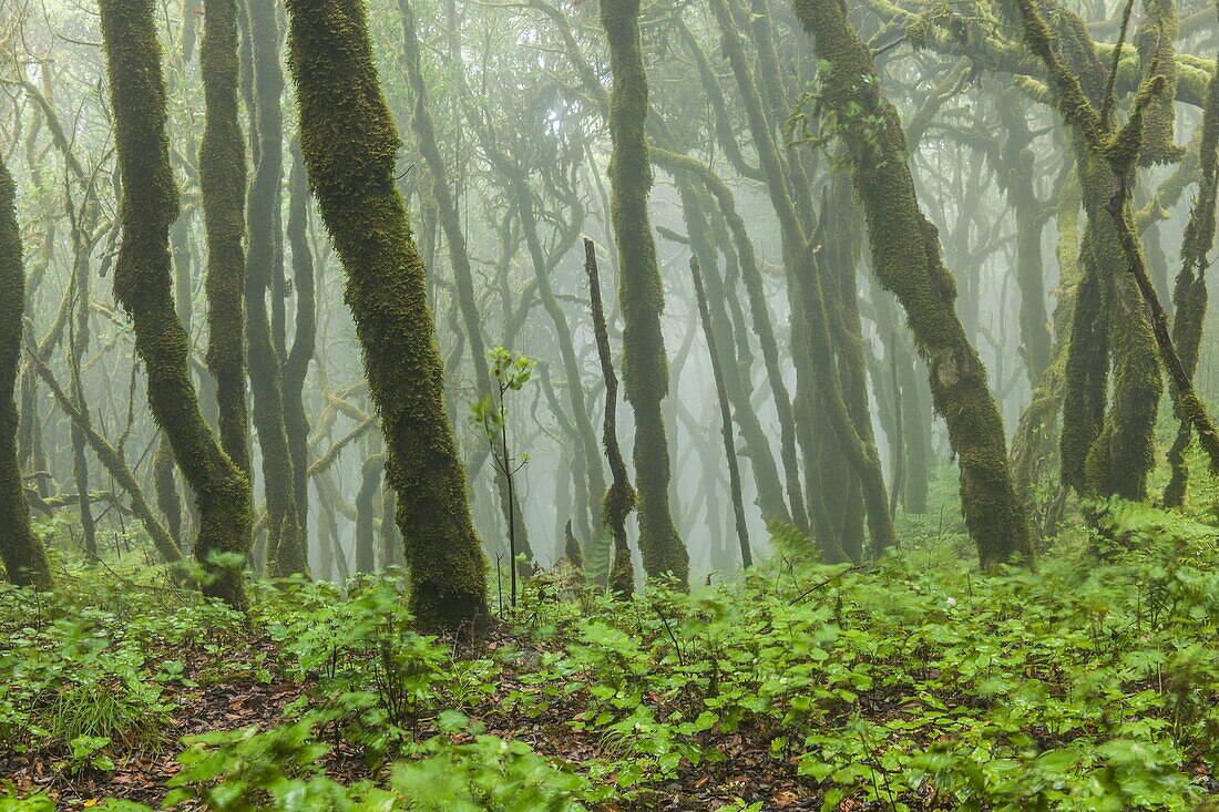 Canary Islands (Spain), La Gomera the forest of Garajonay National Park