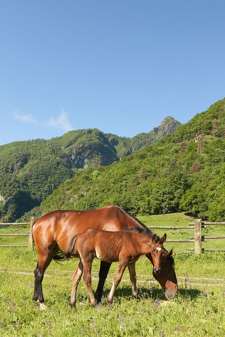Salet, Center of Equestrian Selection, Sedico, Veneto Horse broodmare and foal grazing