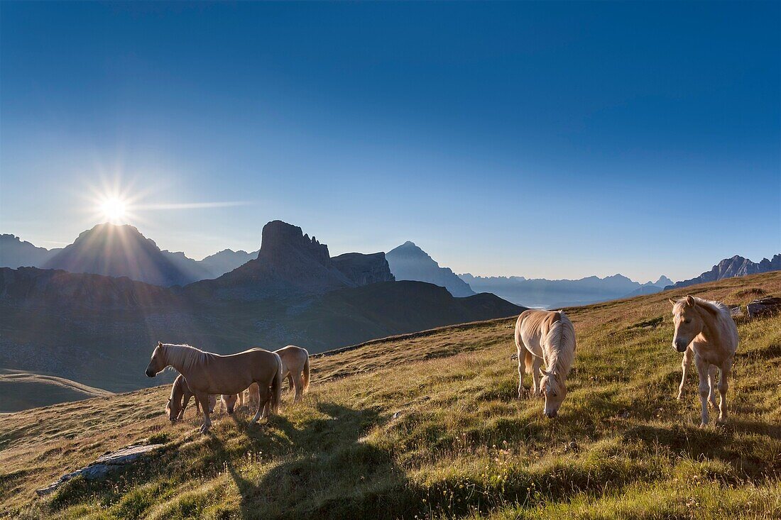 Haflinger horses grazing on the green plain of Mondeval In the background the Becco di Mezzodì, behind Sorapiss left and right of the pyramid of Antelao Europe, Italy, Veneto, Belluno, Dolomites