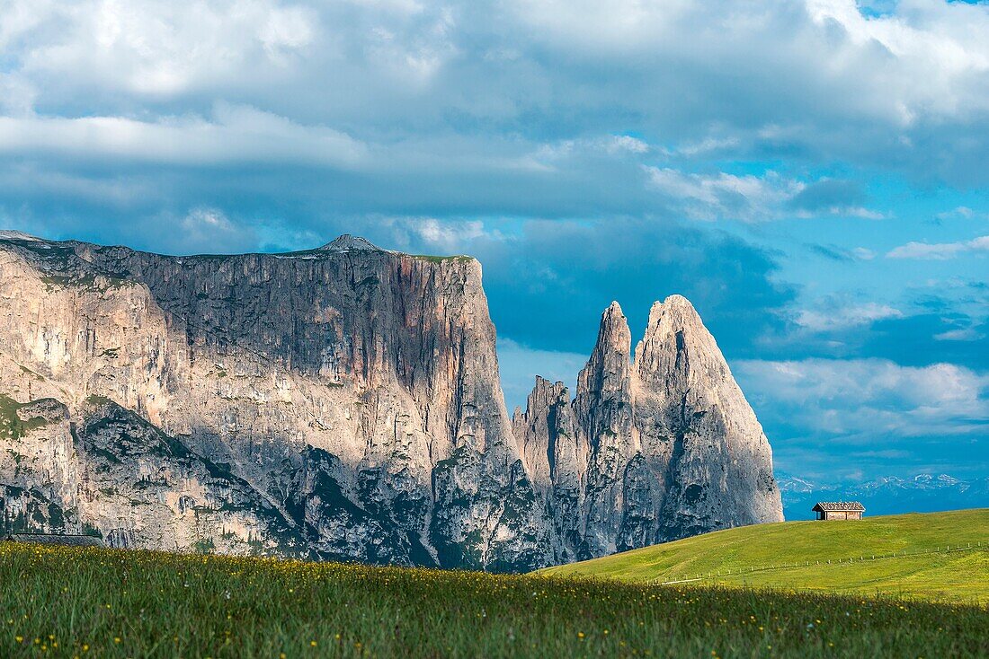 Alpe di Siusi Seiser Alm, Dolomites, South Tyrol, Italy On the Alpe di Siusi Seiser Alm In the background the peaks of Sciliar Schlern