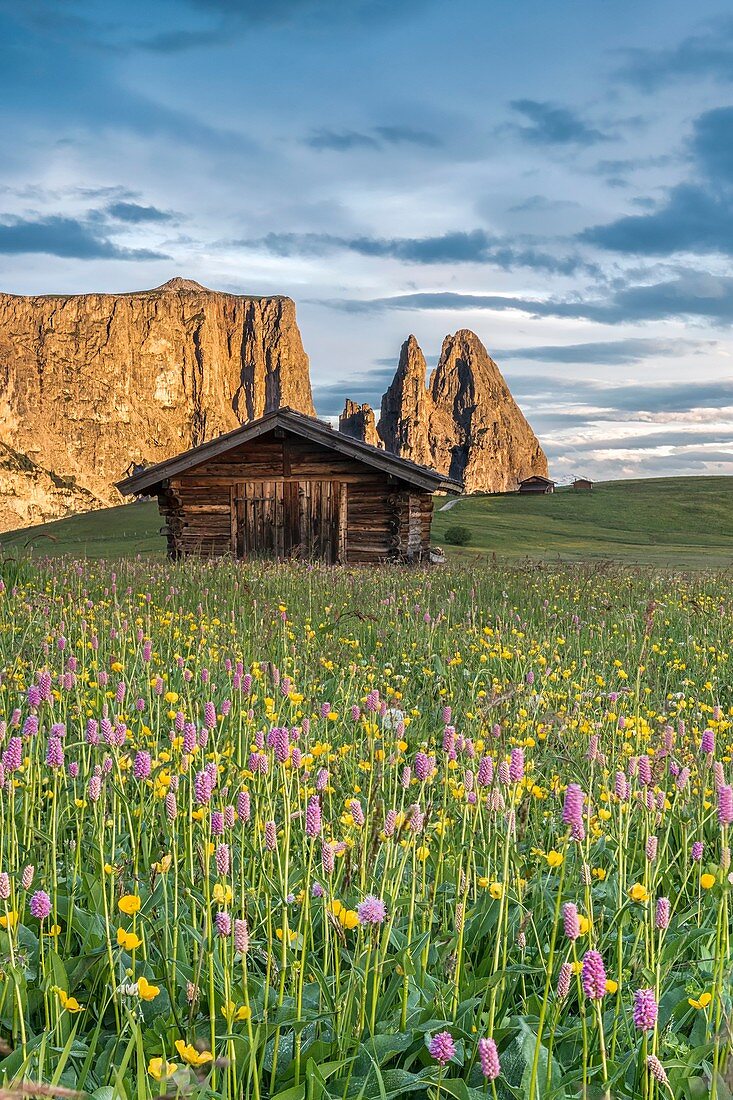 Alpe di Siusi Seiser Alm, Dolomites, South Tyrol, Italy Meadow full of flowers on the Alpe di Siusi Seiser Alm In the background the peaks of Sciliar Schlern