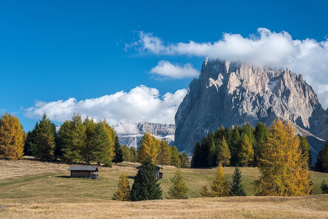 Alpe di Siusi Seiser Alm, Dolomites, South Tyrol, Italy Autumn colors on the Alpe di Siusi Seiser Alm with the Sassolungo Langkofel in background