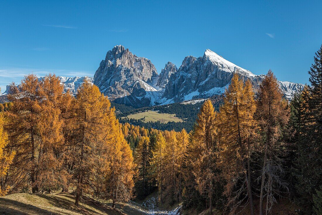 Alpe di Siusi Seiser Alm, Dolomites, South Tyrol, Italy Autumn colors on the Alpe di Siusi Seiser Alm with the Sassolungo Langkofel and the Sassopiatto Plattkofel in background