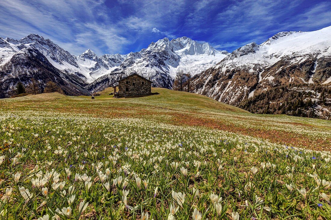 Crocus bloom in spring in front of Motne Disgrazia, Alpe dell'Oro, Valmalenco, Province of Sondrio, Lombardy, Italy