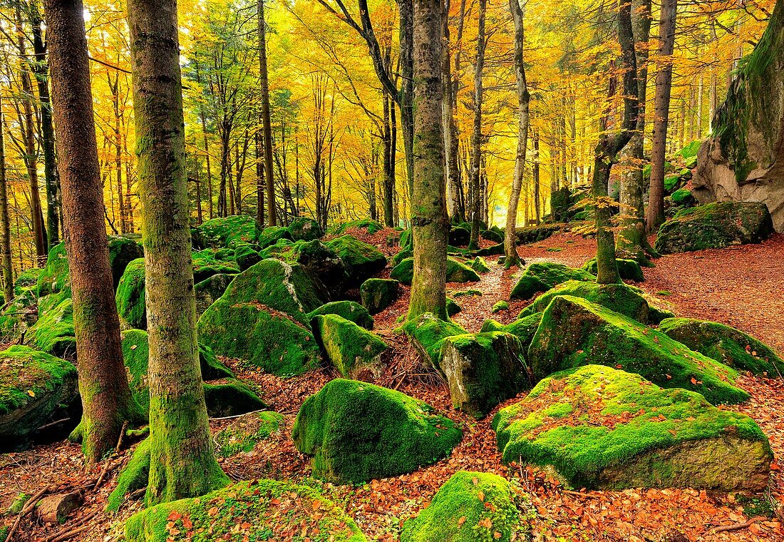 Moss adds a splash of colour to the forest in Autumn, Bagni Masino, Italy