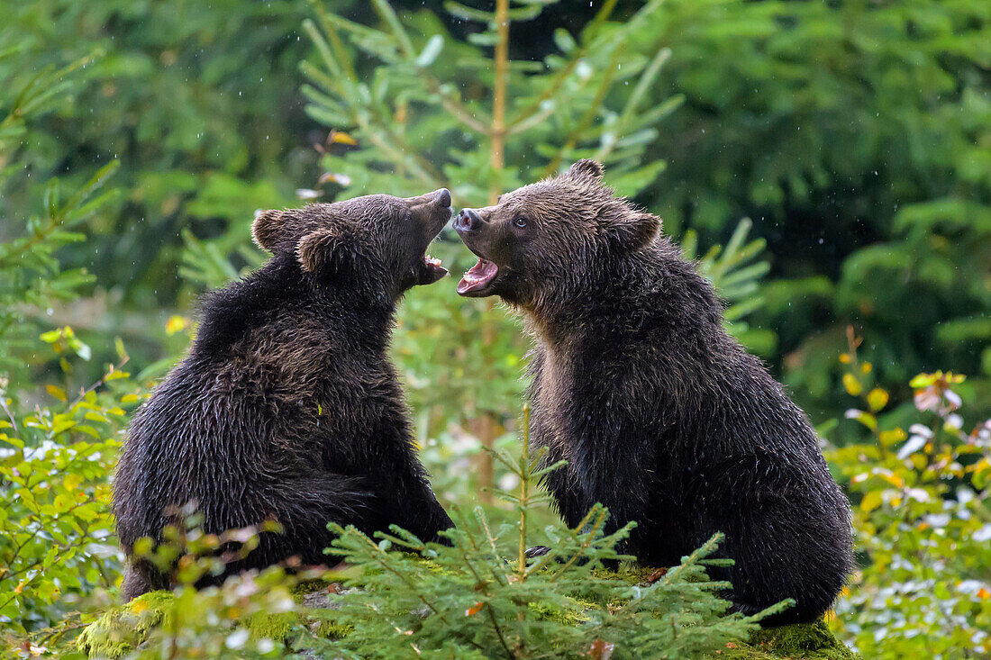 Brown Bear, Ursus arctos, Cubs fletching teeth, Bavaria, Germany