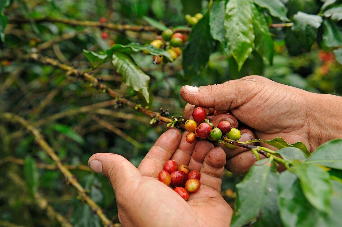 Coffee producer showing the cherries in a coffee plantation in the region of Armenia, department of Quindio, Cordillera Central of the Andes mountain range, Colombia, South America