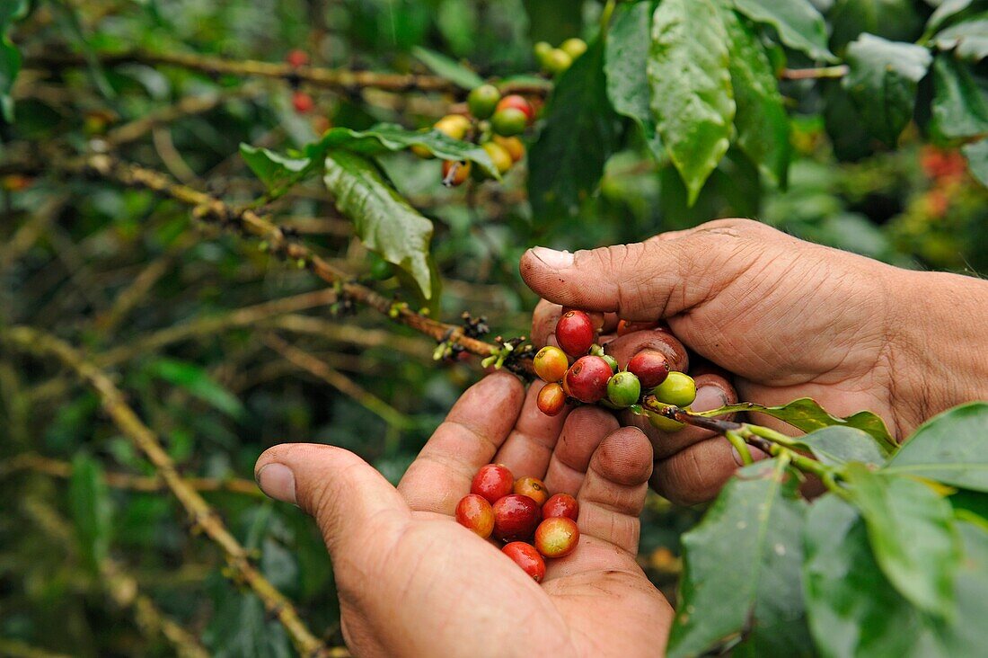 Kaffeeproduzent zeigt die Kirschen in einer Kaffeeplantage in der Region Armenia, Departement Quindio, Cordillera Central des Andengebirges, Kolumbien, Südamerika