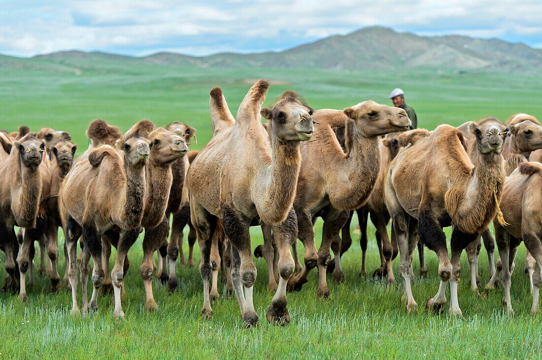 Herd of Bactrian camels (Camelus bactrianus) roaming in the Mongolian steppe, Mongolia