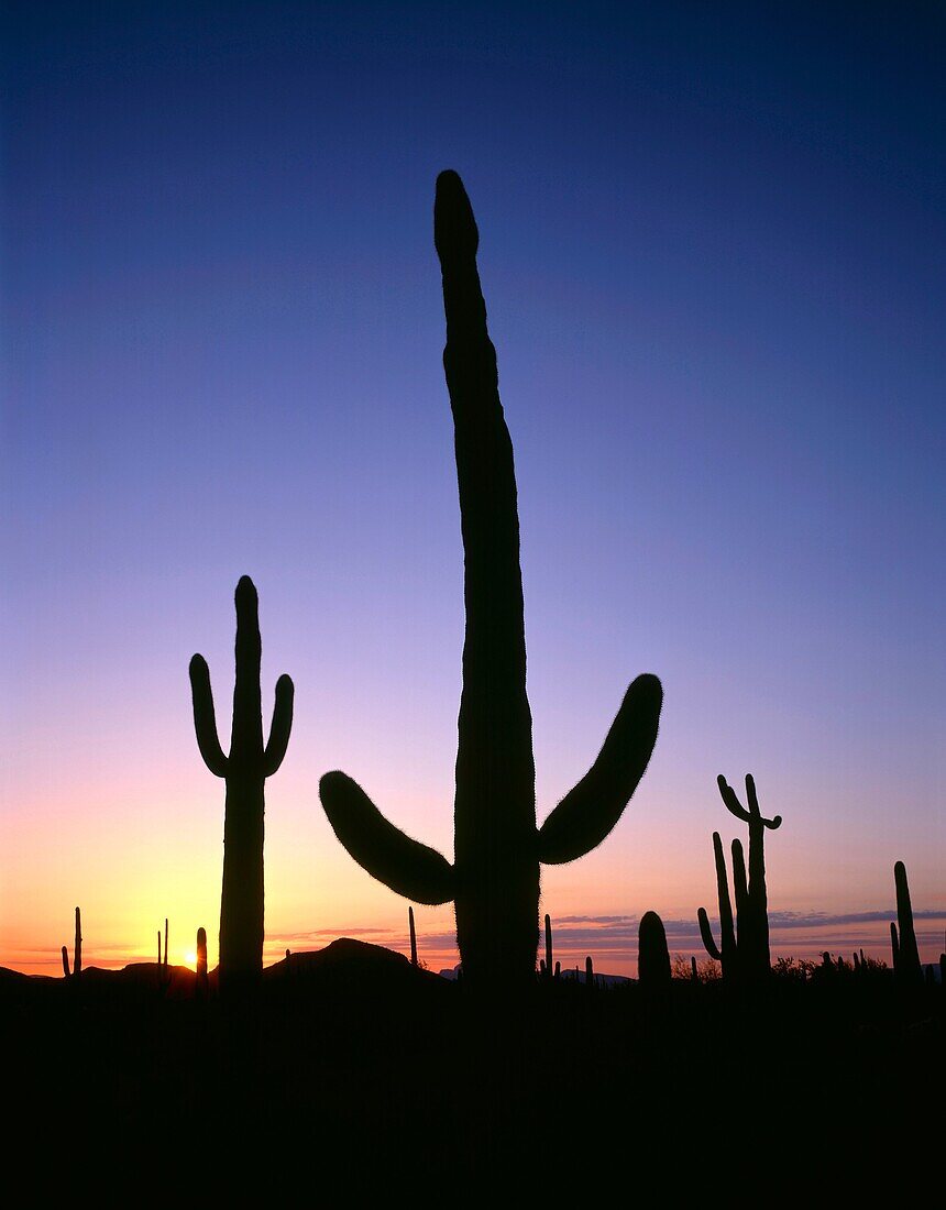 USA, Arizona, Organ Pipe Cactus National Monument, Saguaro cacti are silhouetted by sunset colored sky, Ajo Mountain Loop