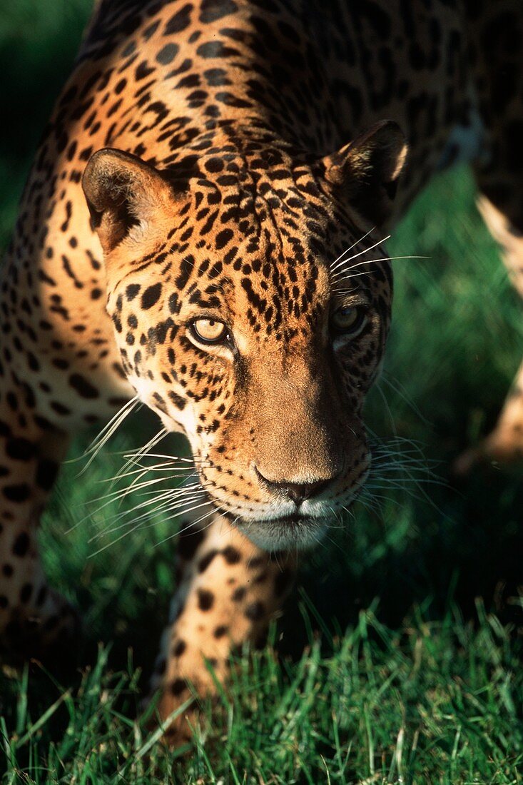 Jaguar Panthera onca Pantanal, Brazil, South America