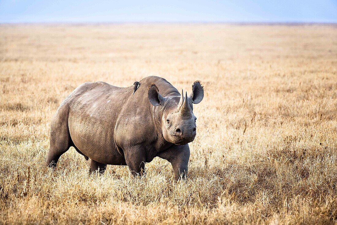 Rhino on its own