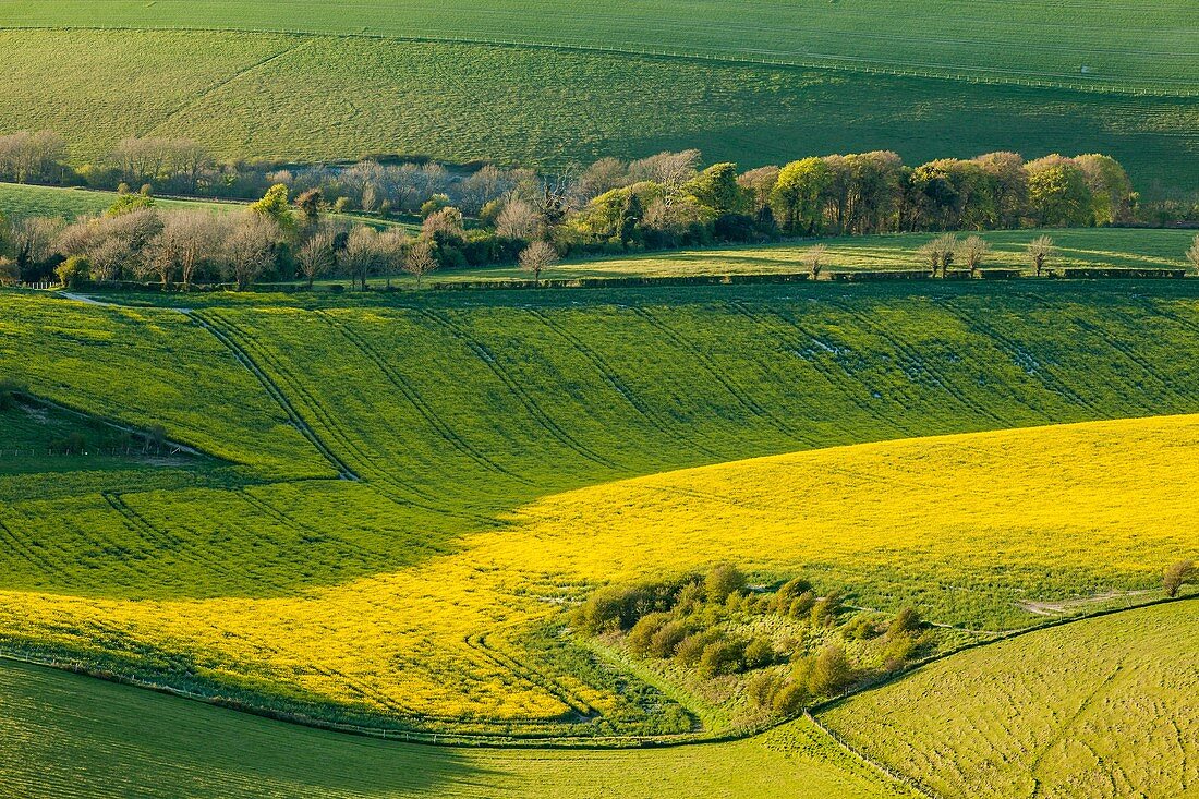 Spring evening on the South Downs near Brighton, East Sussex, England