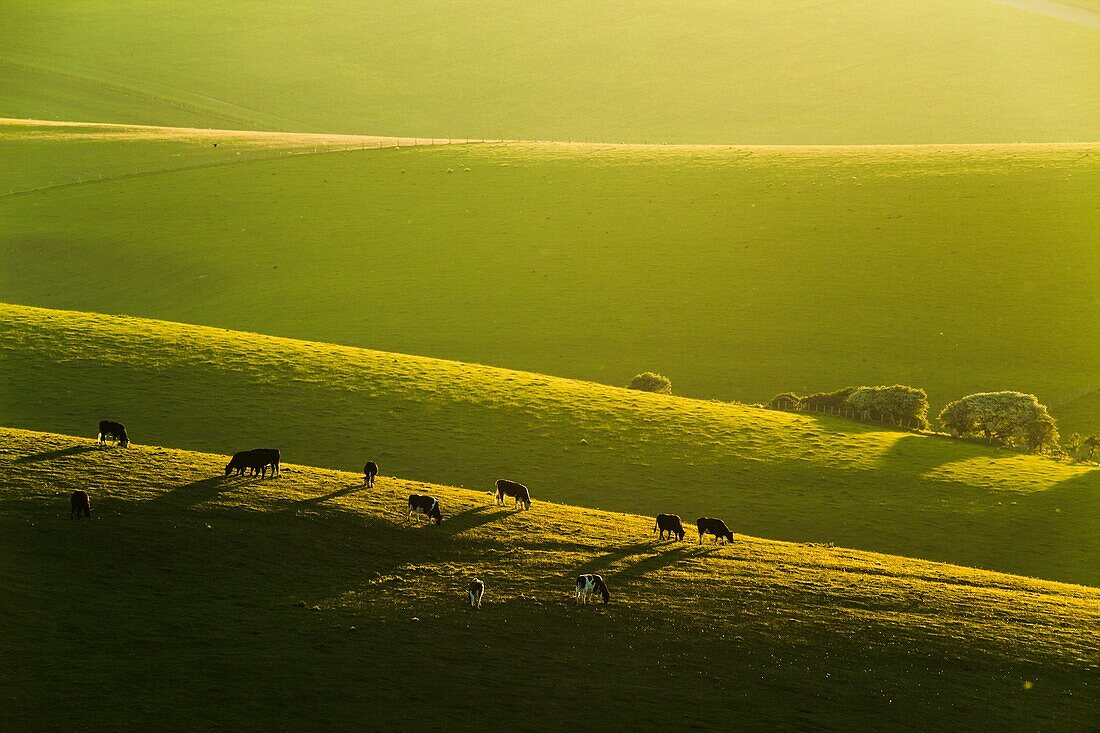 Spring evening on the South Downs near Brighton, East Sussex, England