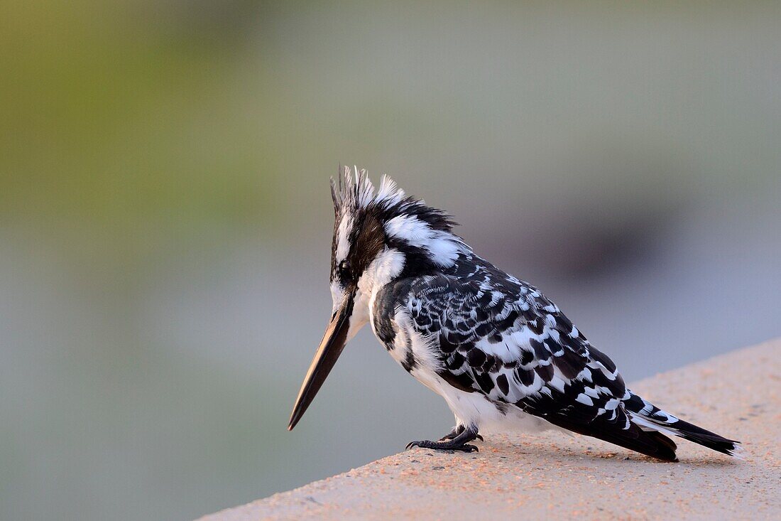 Pied kingfisher (Ceryle rudis), sitting at the edge of a concrete pavement at the Sabie River, Kruger National Park, South Africa, Africa.