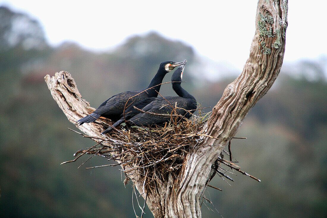 Great Cormorant, Phalacrocorax carbo, at Periyar, Kerela.