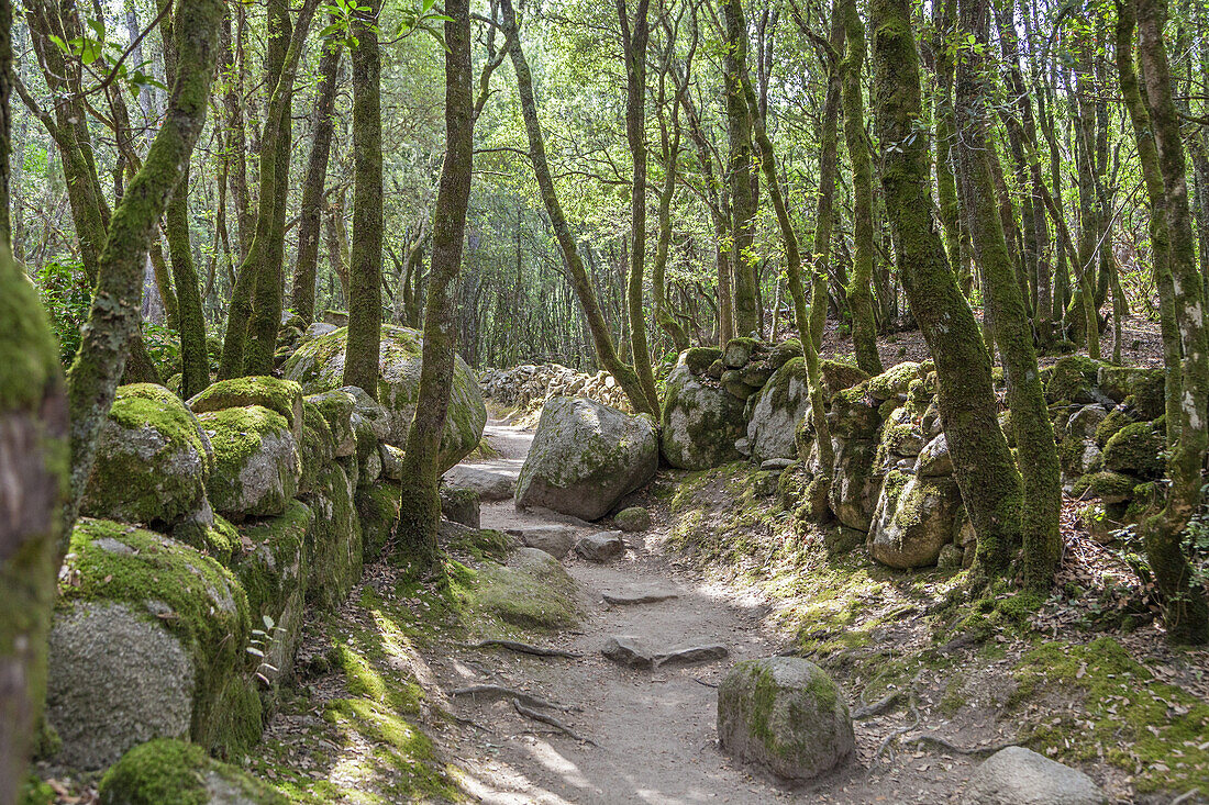 Verwunschener Weg im Wald am Castellu di Cucuruzzu, Levie, Südkorsika, Korsika, Südfrankreich, Frankreich, Südeuropa, Europa