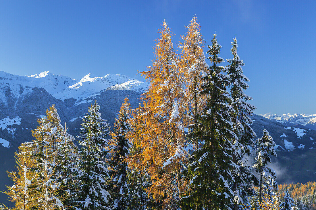 Bergwald in den Zillertaler Alpen mit Blick auf Marchkopf in den Tuxer Alpen, Ramsberg, Hippach, Zell am Ziller, Tirol, Österreich, Europa