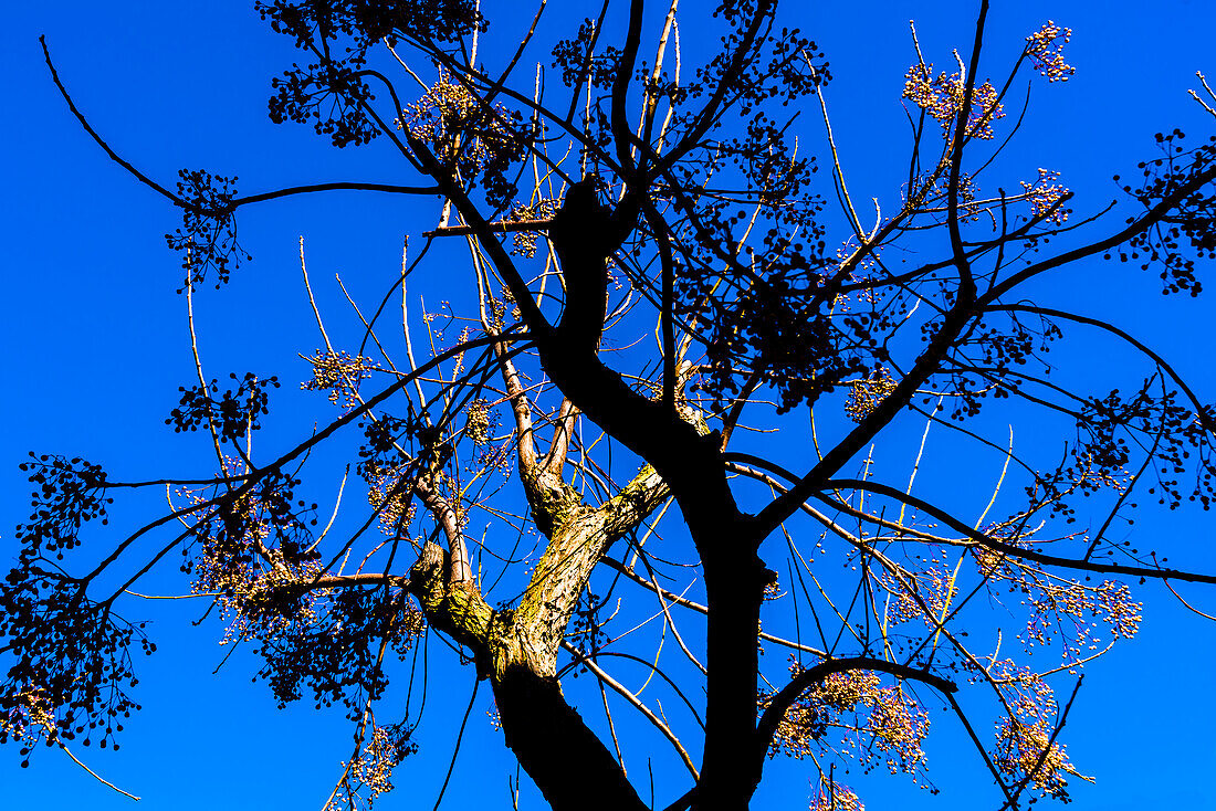Ein von warmem Nachmittagslicht angestrahlter Baum als Kontrsast zum blauen Himmel, Valldemossa, Mallorca, Spanien
