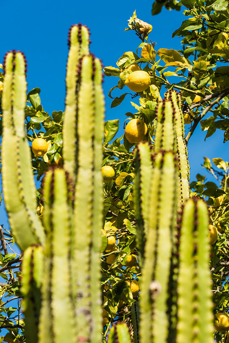 A big cactus in the Tramuntana Mountains, Fornalutx, Mallorca, Spain