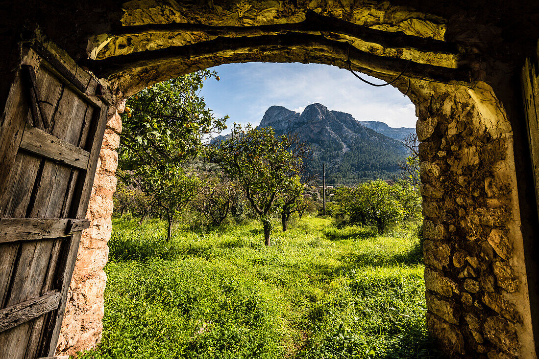 View from a barn on orange trees in the Tramuntana Mountains, Fornalutx, Mallorca, Spain
