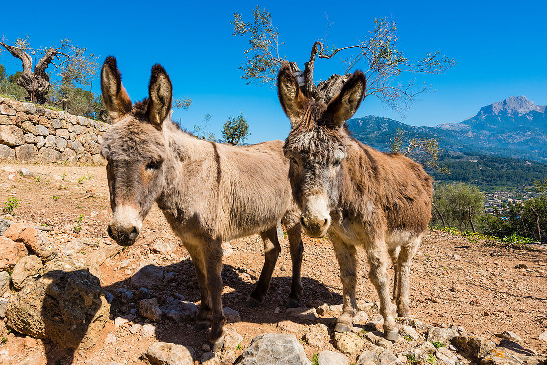 Zwei Esel auf steinigem Feld im Tramuntanagebirge, Sóller, Mallorca, Spanien