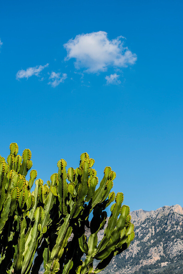 Ein prachtvoller Kaktus im Tramuntagebirge, Sóller, Mallorca, Spanien