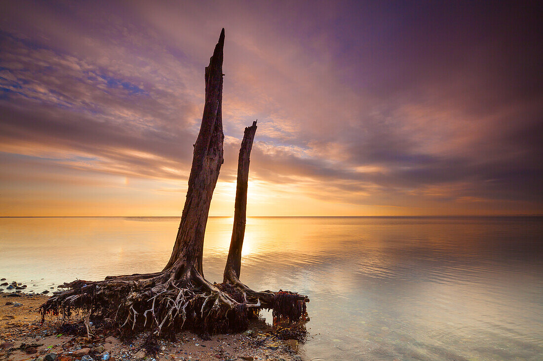 Tree remains on the beach, Skovgarden, Middelfart, Baltic Sea, Funen, Denmark
