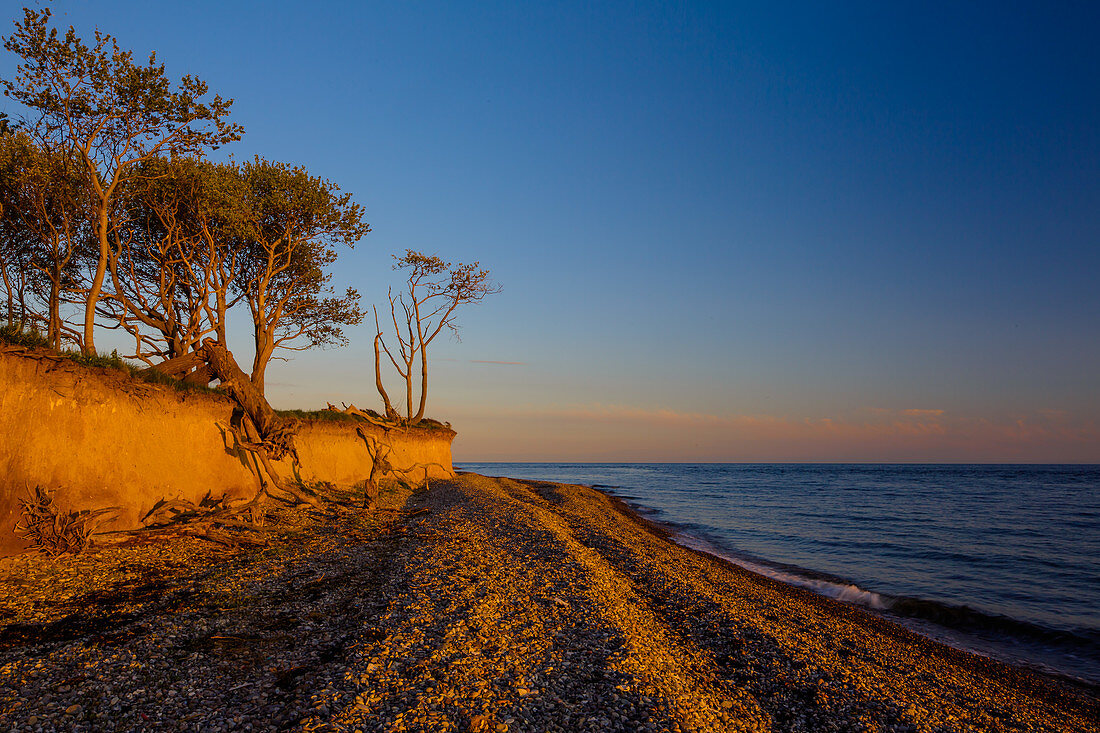 Trees along the coast, Cliffs of Dovn, Bagenkop, Baltic Sea, Langeland, Denmark