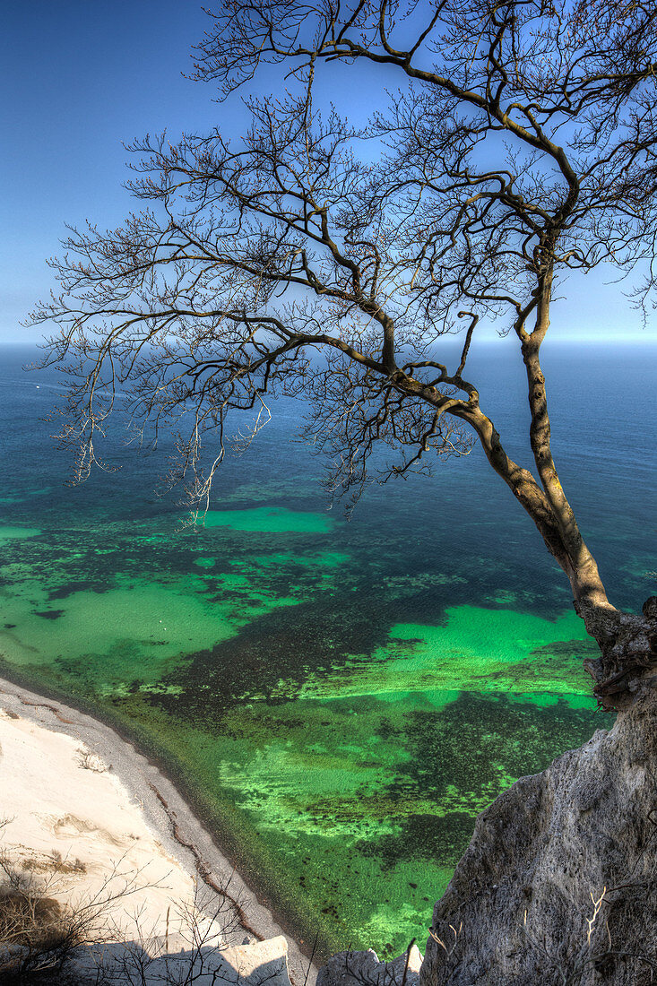 Baum oben auf Kalksfelsen, Kreidefelsen, Møns Klint, Møn, Moen, Ostsee, Dänemark