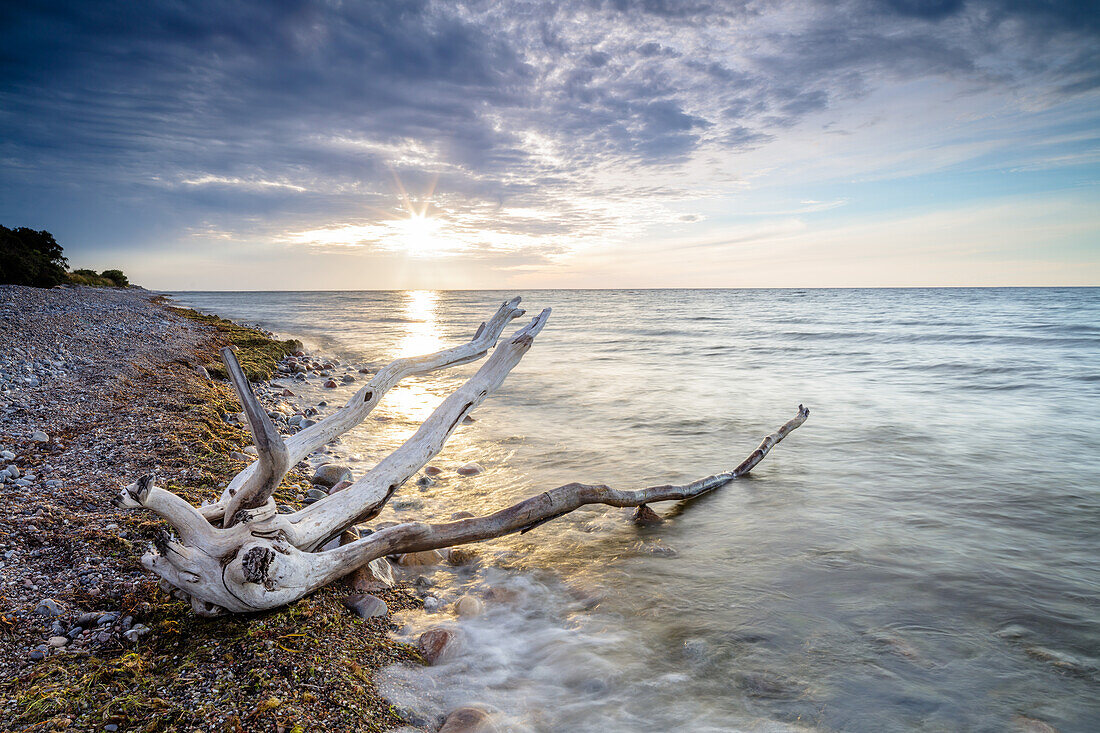 Treibholz am Strand, Stege, Møn, Moen, Baltic Sea, Dänemark