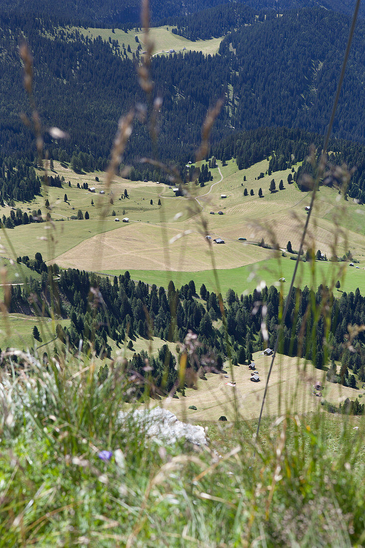 Blick auf die Almwiesen vor den Geislerspitzen, Dolomiten, Südtirol, Italien