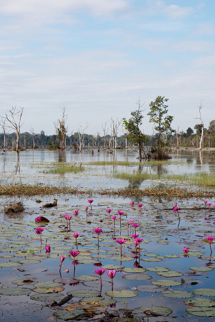 lotus flowers at a lake on the grounds of Angkor Wat, Angkor Wat, Sieam Reap, Cambodia