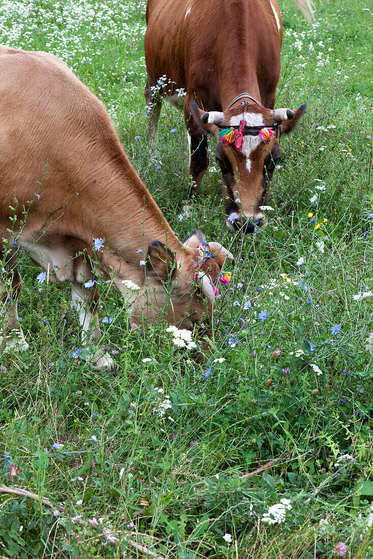 Kühe beim grasen in einer Kräuterwiese, Theth, Albanische Alpen, Albanien