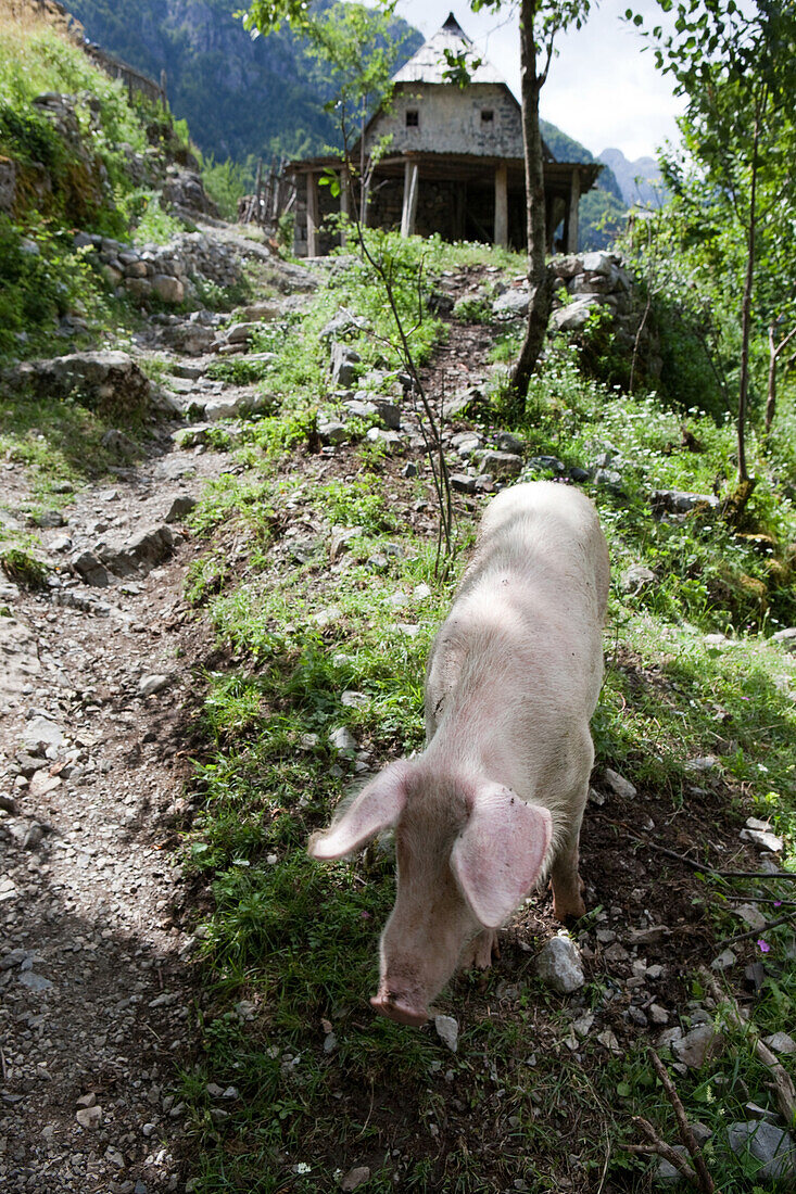 Schwein vor Bauernhof, Theth, Albanische Alpen, Albanien