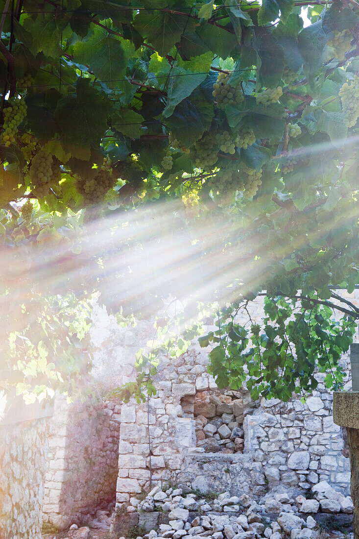 Vine in sunlight, Dhermi, Albanian Riviera, Albania