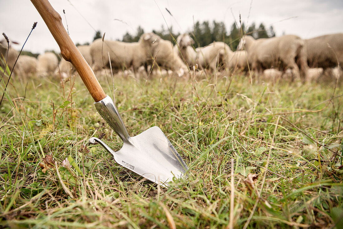 detail of shepherds shovel, background with sheep at meadow, sheep farming, Giengen on the Brenz River, Baden-Wuerttemberg, Germany