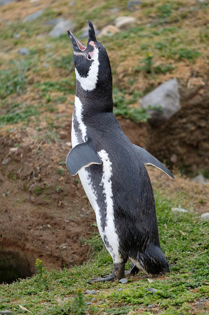 Magellanic penguin (Spheniscus magellanicus) calling, giving a warning call, Patagonia, Chile, South America