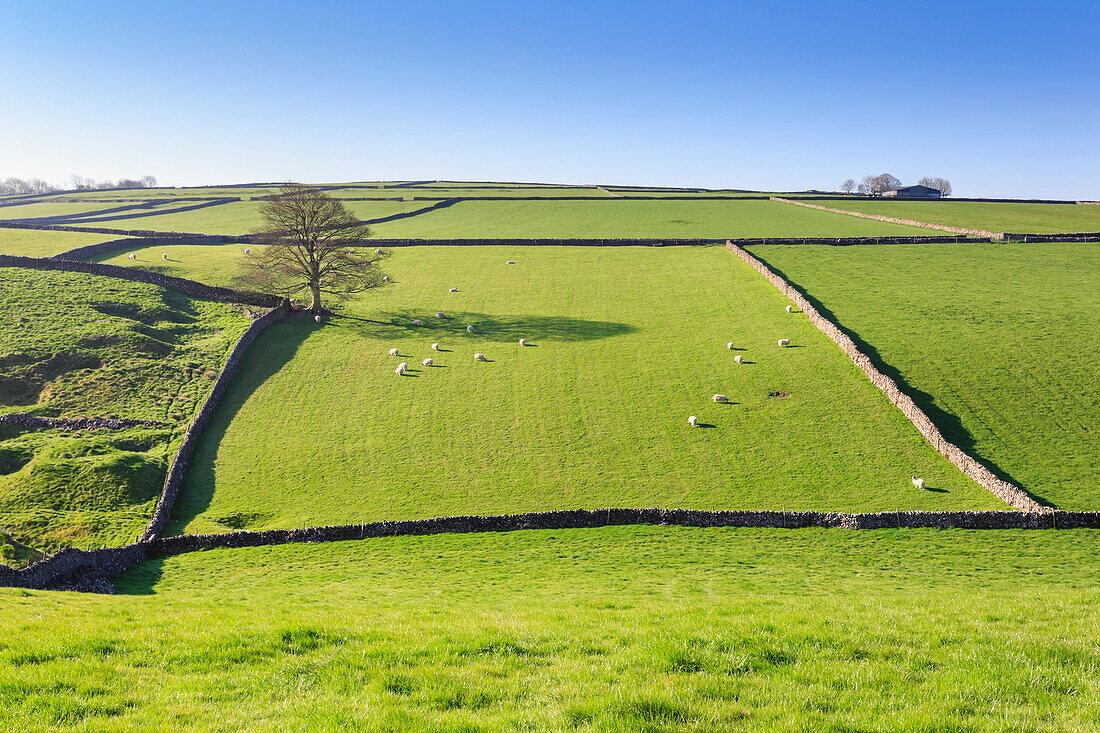 Sweeping landscape featuring dry stone wall in spring, Peak District National Park, near Litton, Derbyshire, England, United Kingdom, Europe