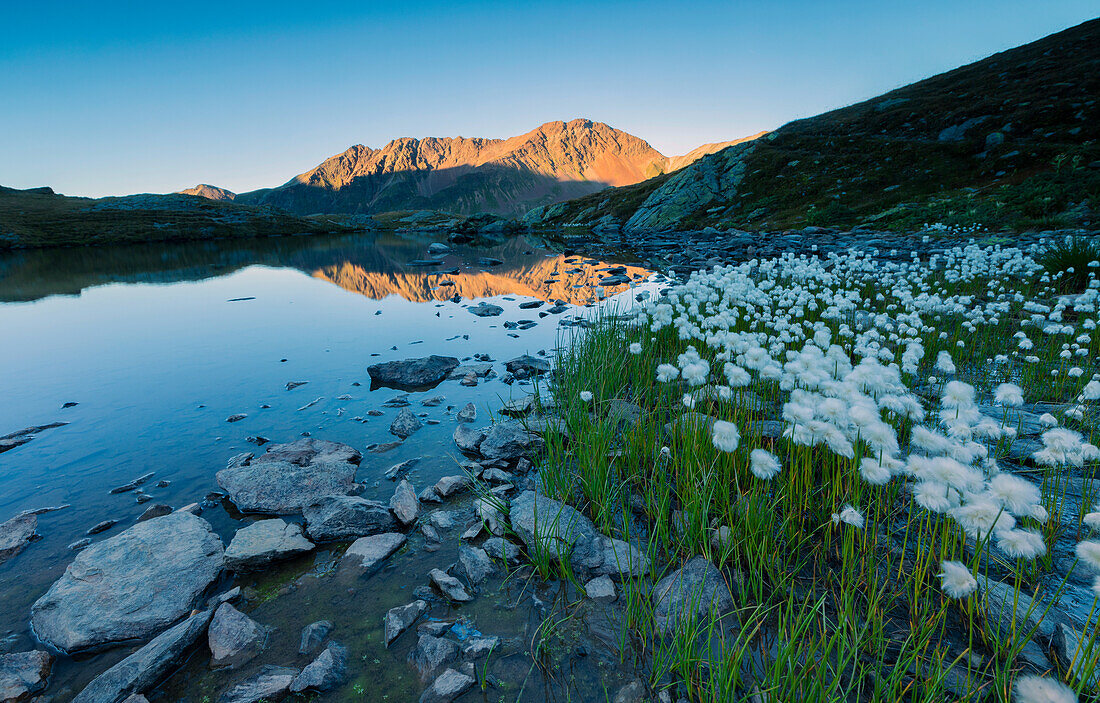 Baumwollgras Frames die felsigen Gipfel spiegelt sich im See Umbrail bei Sonnenuntergang, Stelvio Pass, Valtellina, Lombardei, Italien, Europa