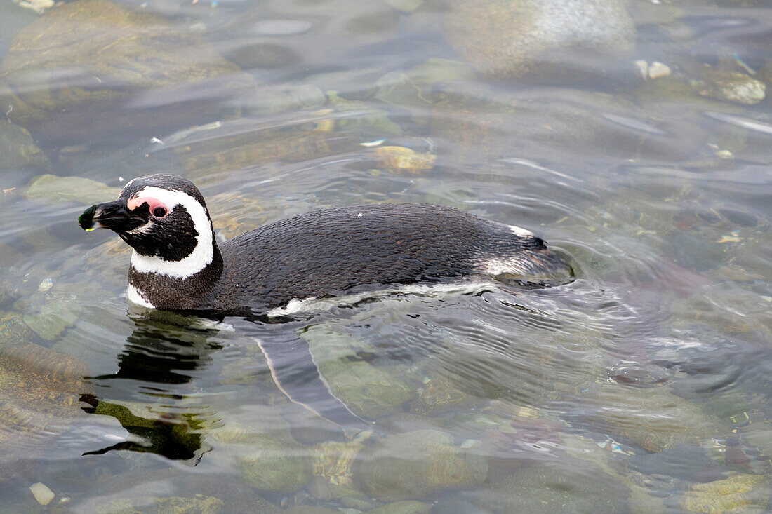 Schwimmen Magellanic Pinguin (Spheniscus magellanicus), Patagonien, Chile, Südamerika