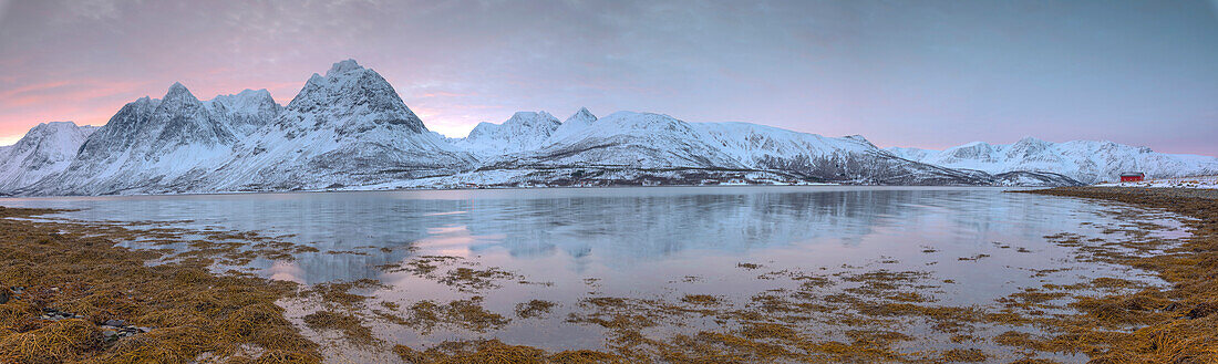 Panorama of pink sky at dawn on snowy fields and wooden hut surrounded by frozen sea, Svensby, Lyngen Alps, Troms, Norway, Scandinavia, Europe