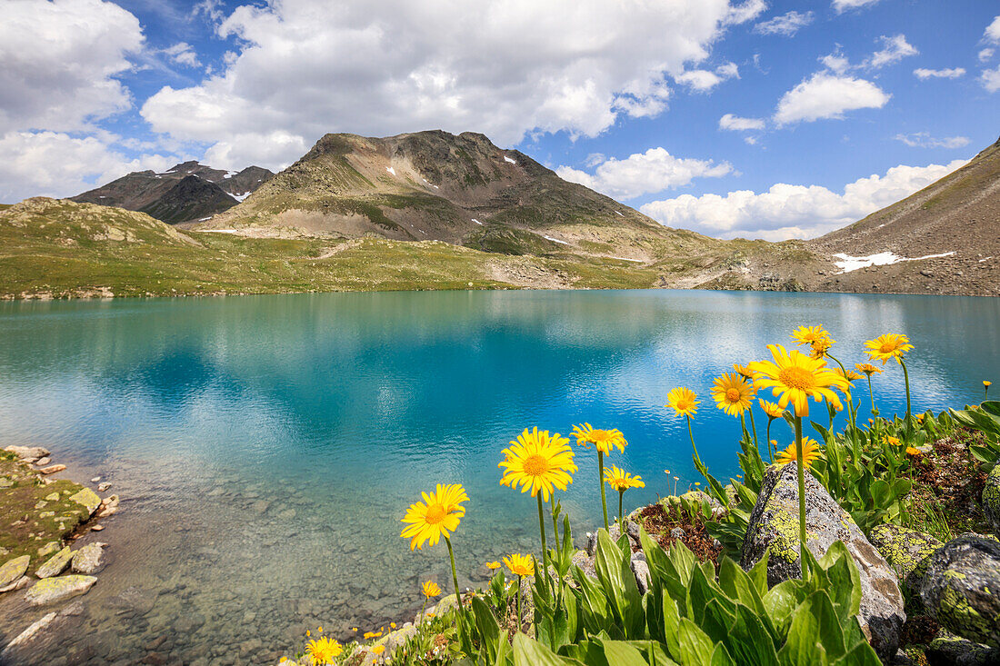 Turquoise lake framed by yellow flowers and rocky peaks, Joriseen, Jorifless Pass, canton of Graubunden, Engadine, Switzerland, Europe