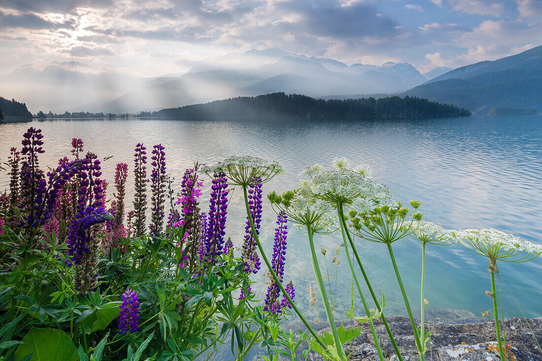 The multi coloured lupins frame the calm water of Lake Sils at dawn, Maloja, canton of Graubunden, Engadine, Switzerland, Europe