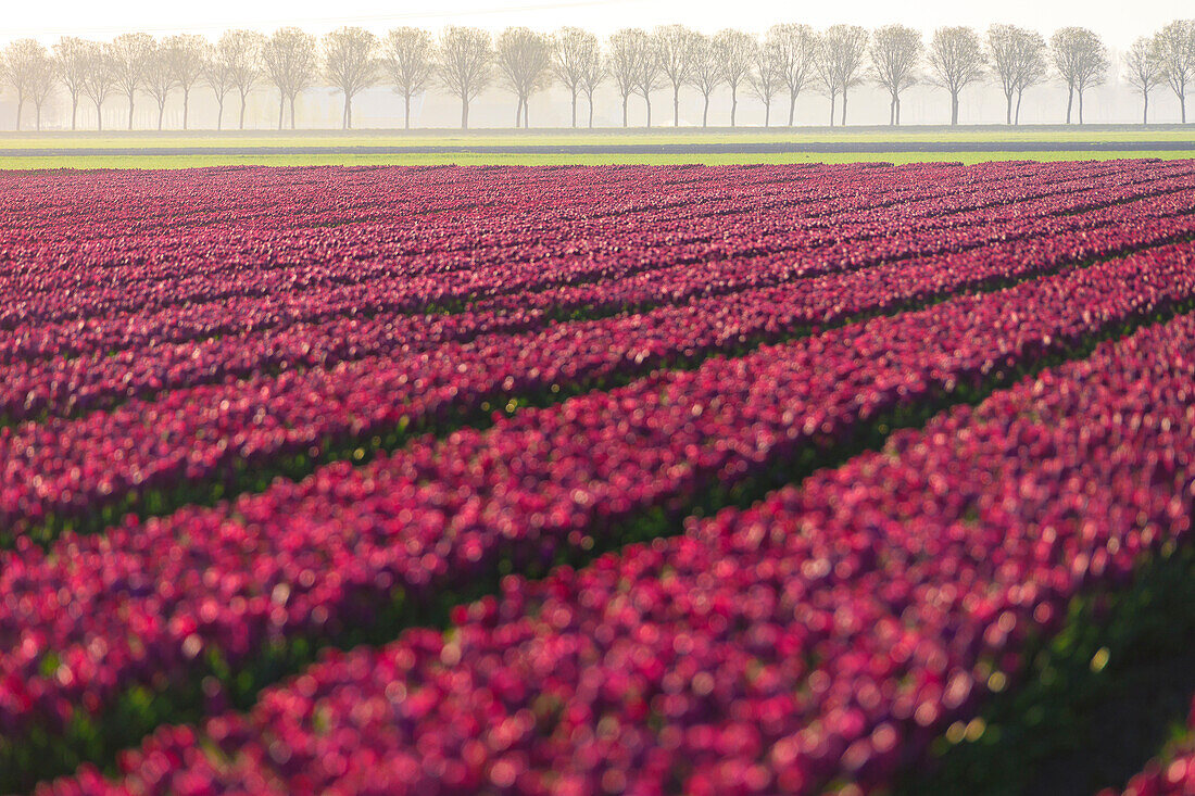 Die bunten Felder der Tulpen in der Blüte und Bäume auf dem Lande im Morgengrauen, De Rijp, Alkmaar, Nordholland, Niederlande, Europa