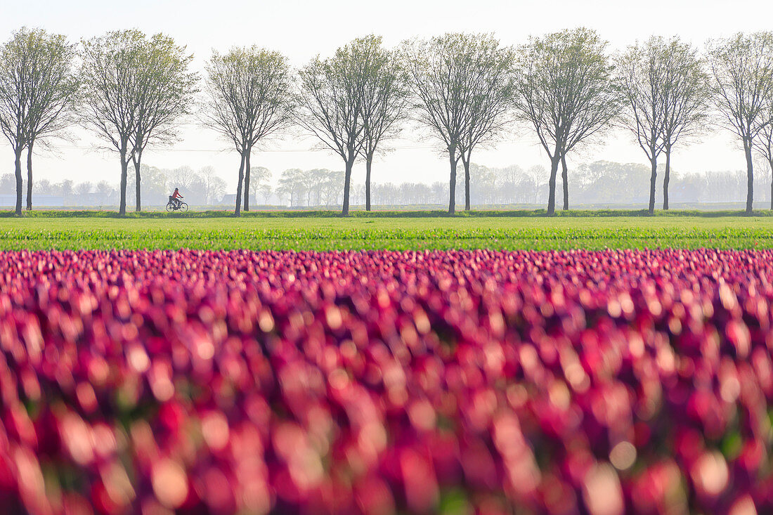 Bunte Felder von Tulpen in voller Blüte und Fahrrad auf dem Lande im Morgengrauen, De Rijp, Alkmaar, Nordholland, Niederlande, Europa