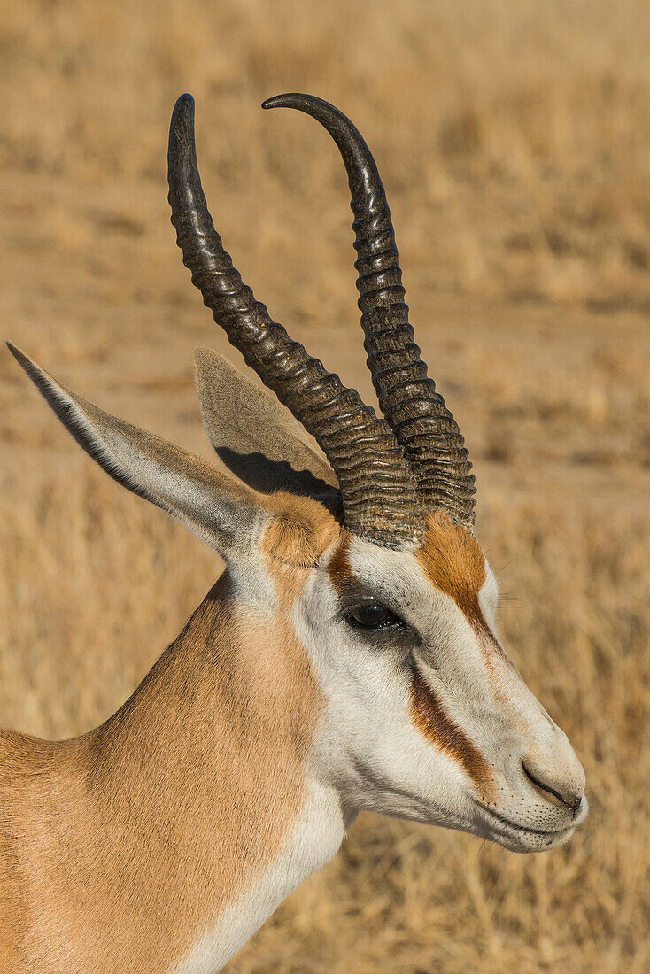 Springbok Antilope (Antidorcas marsupialis), Kalahari Transfrontier Park, Südafrika, Afrika