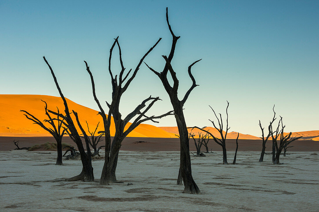 Deadvlei, an old dry lake in the Namib desert, Namibia, Africa