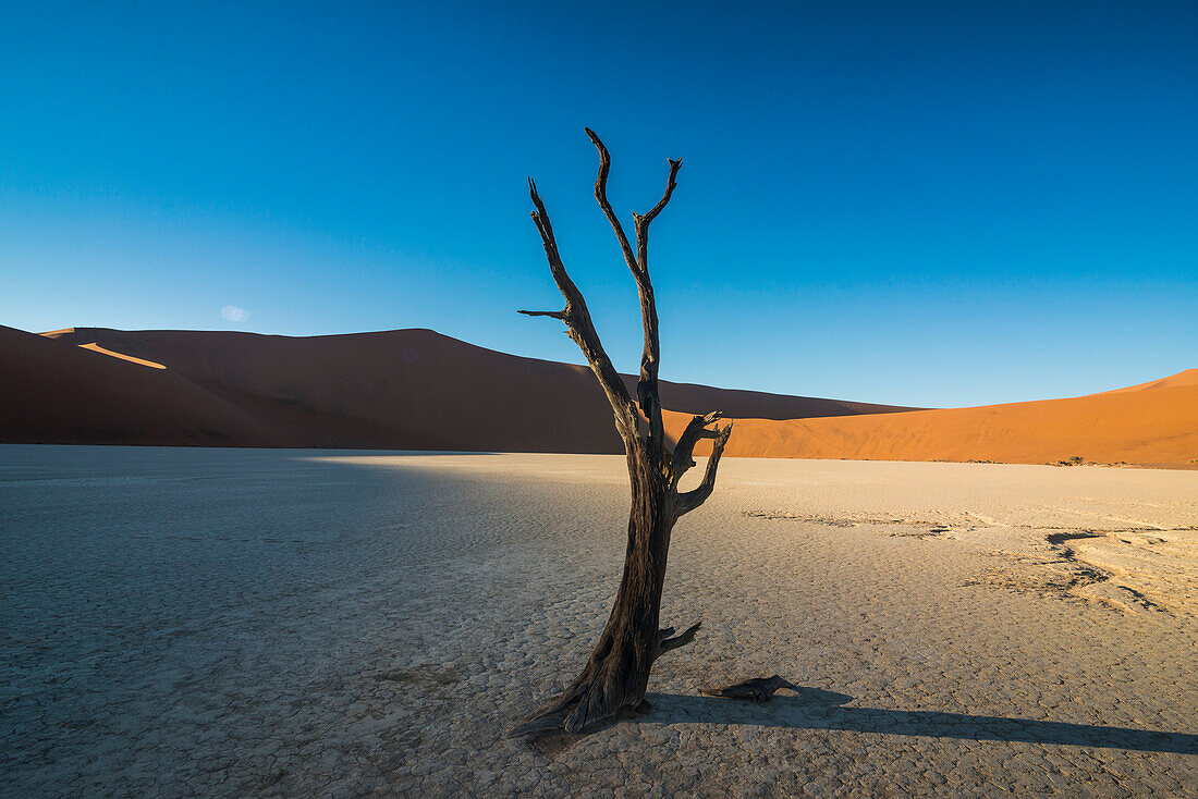 Deadvlei, ein alter trockener See in der Namib-Wüste, Namibia, Afrika