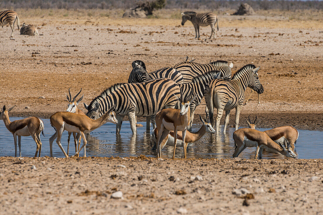 Tiere, die um ein Wasserloch strömen, Etosha Nationalpark, Namibia, Afrika